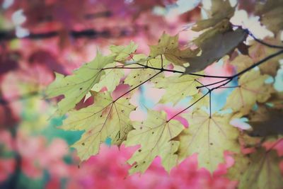 Close-up of pink leaves growing on tree