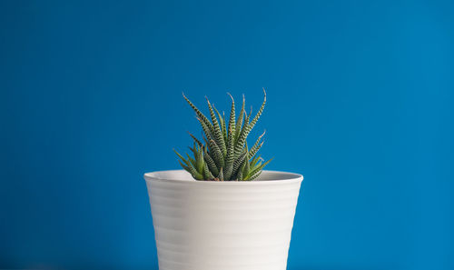 Close-up of potted plant against blue background