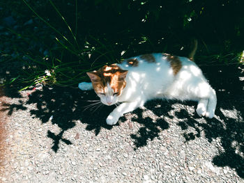 High angle view of cat