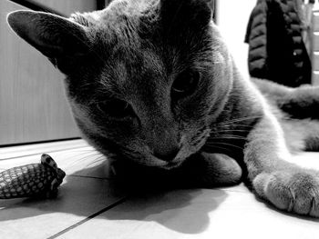 Close-up of cat lying on sofa