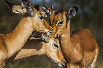 Close-up of deer