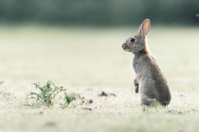 Close-up of a rabbit on field
