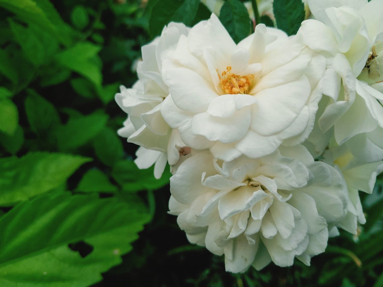 CLOSE-UP OF WHITE ROSE IN BLOOM