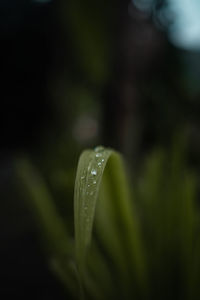 Close-up of raindrops on leaf