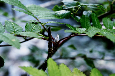 Close-up of lizard on plant