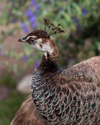 Close-up of a bird