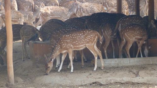 View of deer in zoo