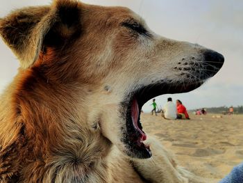 Close-up of dog yawning