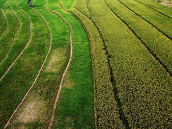 Aerial panorama of agrarian rice fields landscape like a terraced rice fields ubud bali indonesia