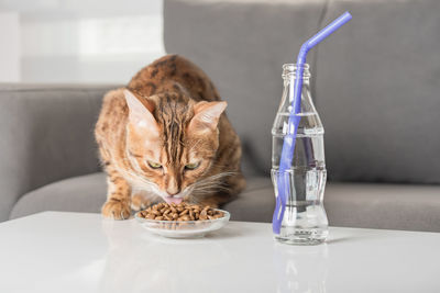 Close-up of cat sitting on table