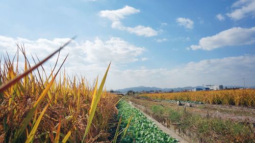 Scenic view of agricultural field against sky