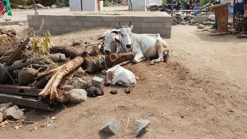 High angle view of cows on field