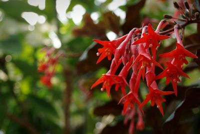 Close-up of red leaves