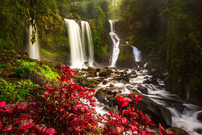 Scenic view of waterfall in forest