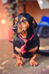 Close-up portrait of dog