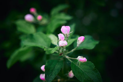 Close-up of pink flowering plant