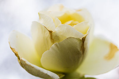 Close-up of white rose