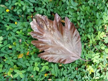 Close-up of leaf on plant