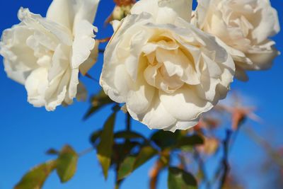 Close-up of rose blooming outdoors