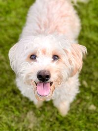 Close-up portrait of dog on grass 