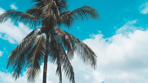 Low angle view of palm tree against blue sky