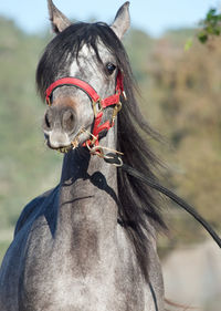 Portrait of horse standing outdoors