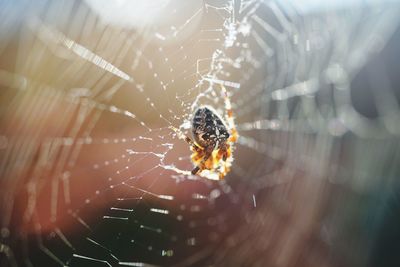 Close-up of spider on web