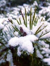 Close-up of snow covered pine tree