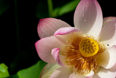 Close-up of pink water lily