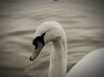 Close-up of swan swimming in lake