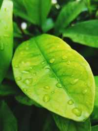 Close-up of water drops on leaf