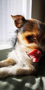 Close-up of a dog resting on bed at home