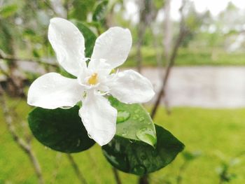 Close-up of white flowers blooming outdoors