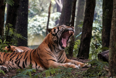 Cat yawning in a forest
