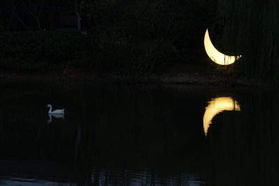 Swan in lake at night