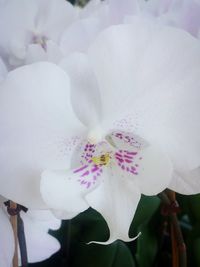 Close-up of white flower