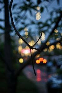 Close-up of plant against blurred background