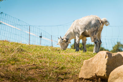 Sheep in a field