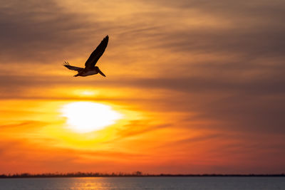 Low angle view of bird flying over sea during sunset