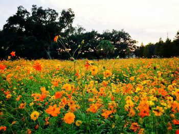 Scenic view of field against orange sky