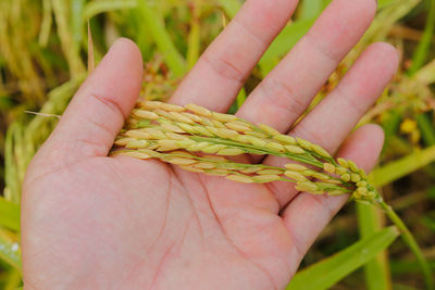 Close-up of hand holding leaf