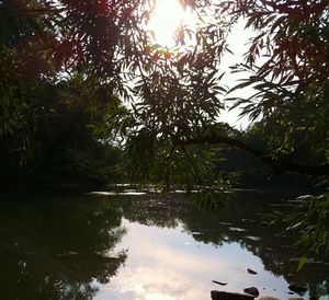 Reflection of trees in lake