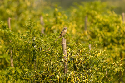 Bird perching on a plant