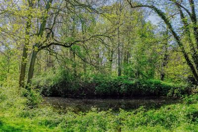 Trees growing in forest