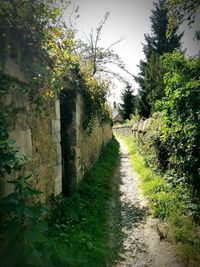 Dirt road amidst trees and plants