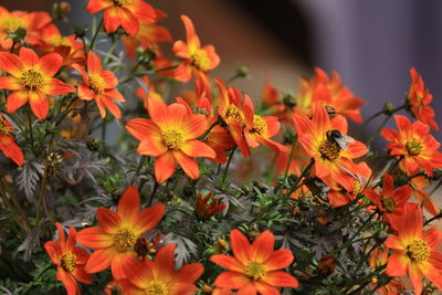 Close-up of orange flowers