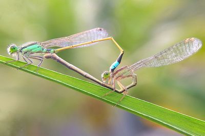 Close-up of caterpillar on leaf