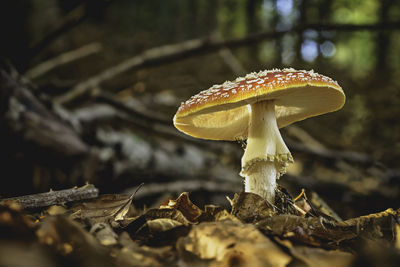 Close-up of mushroom growing outdoors