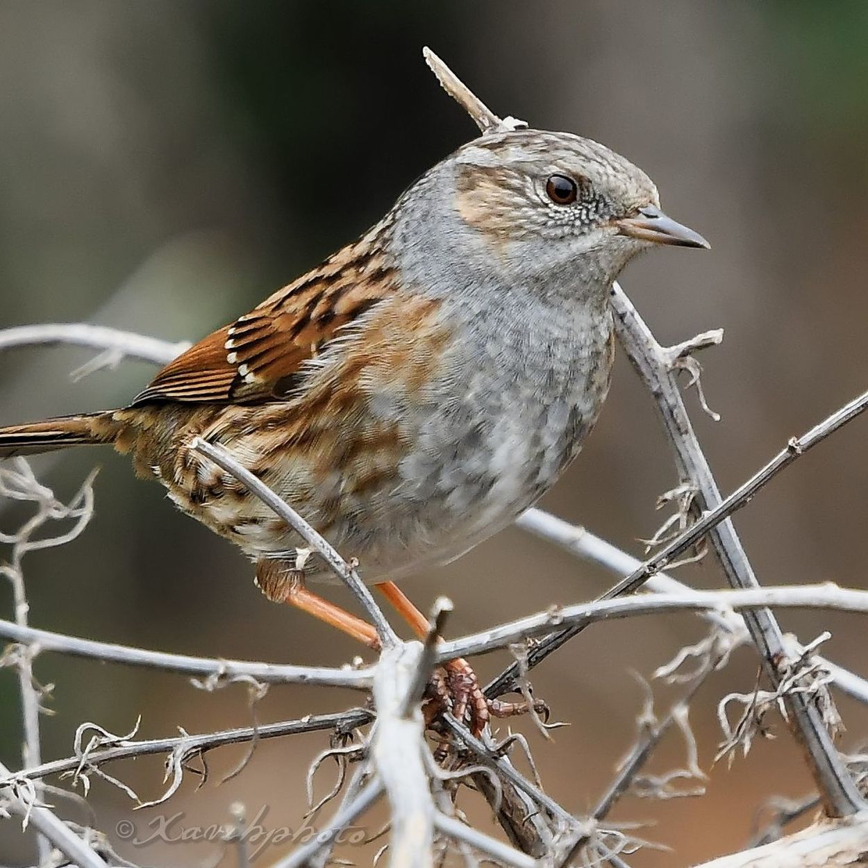 one animal, animals in the wild, bird, focus on foreground, animal themes, animal wildlife, perching, nature, close-up, day, no people, outdoors, robin, beauty in nature