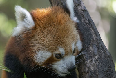 Ailurus fulgens